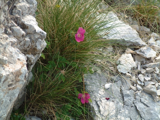 Rosa pendulina / Rosa alpina